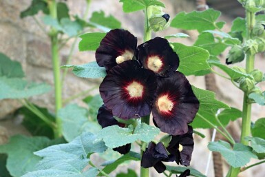 Rose trémière Alcea rosea 'Nigra' 5-10 pot P9 Alcea rosea 'Nigra'