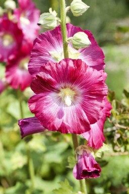 Rose trémière Alcea rosea 5-10 pot P9 Alcea rosea