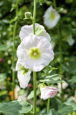 Rose trémière Alcea rosea 5-10 pot P9 Alcea rosea