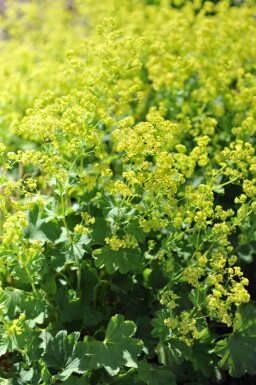 Alchémille Alchemilla epipsila 5-10 pot P9 Alchemilla epipsila