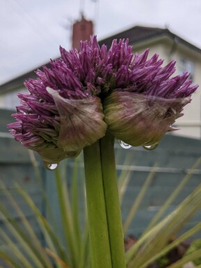 Ail ornemental Allium senescens ‘Lavender Bubbles’ 5-10 pot P9 Allium senescens ‘Lavender Bubbles’