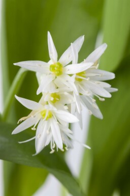 Ail des ours Allium ursinum 5-10 pot P9 Allium ursinum