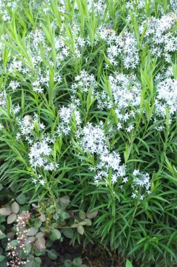 Amsonie Amsonia ciliata 5-10 pot P9 Amsonia ciliata
