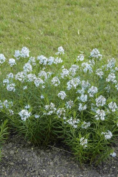Etoile bleue Amsonia hubrichtii 5-10 pot P9 Amsonia hubrichtii