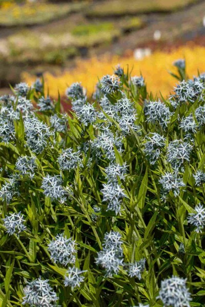 Étoile bleue Amsonia tabernaemontana 5-10 pot P9 Amsonia tabernaemontana