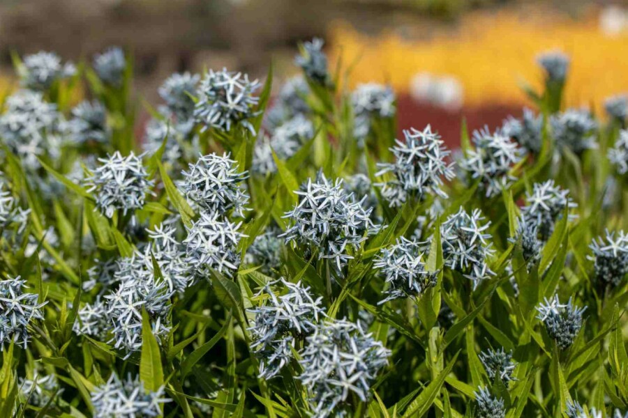 Étoile bleue Amsonia tabernaemontana 5-10 pot P9 Amsonia tabernaemontana