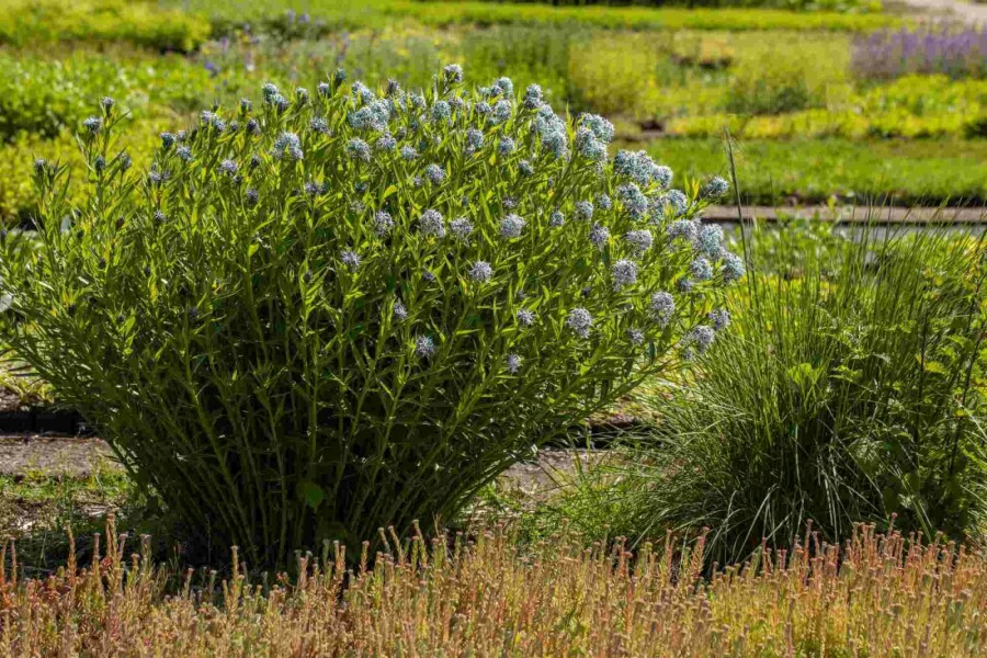Étoile bleue Amsonia tabernaemontana 5-10 pot P9 Amsonia tabernaemontana