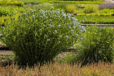 Étoile bleue Amsonia tabernaemontana 5-10 pot P9 Amsonia tabernaemontana
