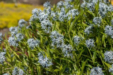 Étoile bleue Amsonia tabernaemontana 5-10 pot P9 Amsonia tabernaemontana