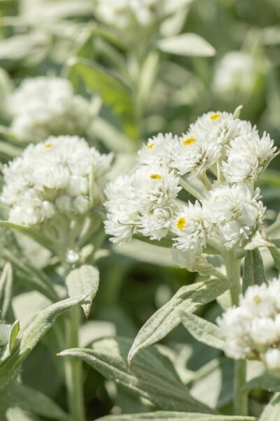 Immortelle blanche Anaphalis margaritacea 5-10 pot P9 Anaphalis margaritacea