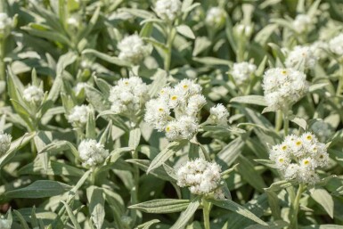 Immortelle blanche Anaphalis margaritacea 5-10 pot P9 Anaphalis margaritacea
