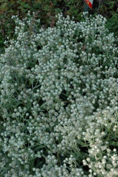 Immortelle des jardins Anaphalis triplinervis 'Sommerschnee' 5-10 pot P9 Anaphalis triplinervis 'Sommerschnee'