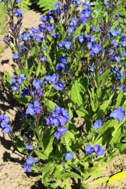 Langue de boeuf Anchusa azurea 'Loddon Royalist' 5-10 pot P9 Anchusa azurea 'Loddon Royalist'