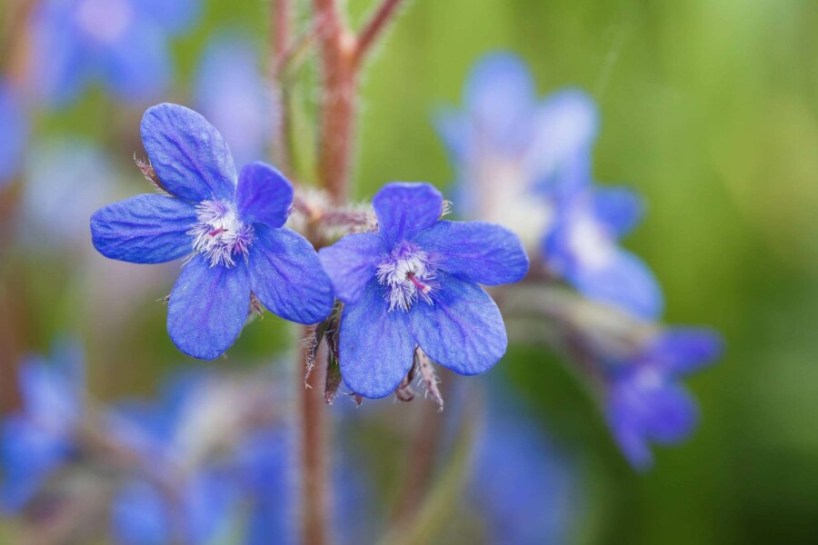 Herbe aux ânes Anchusa azurea 5-10 pot P9 Anchusa azurea