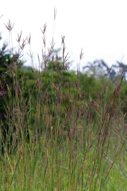 Barbon de gérard Andropogon gerardii 5-10 pot P9 Andropogon gerardii