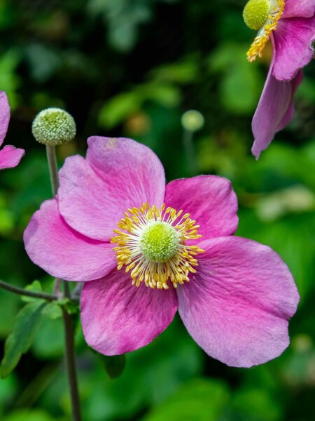 Anémone du japon Anemone hupehensis 'Hadspen Abundance' 5-10 pot P9 Anemone hupehensis 'Hadspen Abundance'