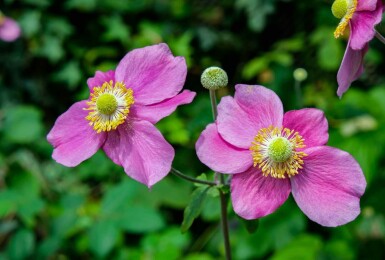 Anémone du japon Anemone hupehensis 'Hadspen Abundance' 5-10 pot P9 Anemone hupehensis 'Hadspen Abundance'