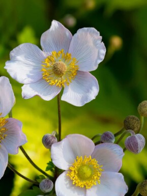 Anémone du japon Anemone japonica 'Richard Ahrens' 5-10 pot P9 Anemone japonica 'Richard Ahrens'