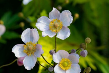Anémone du japon Anemone japonica 'Richard Ahrens' 5-10 pot P9 Anemone japonica 'Richard Ahrens'