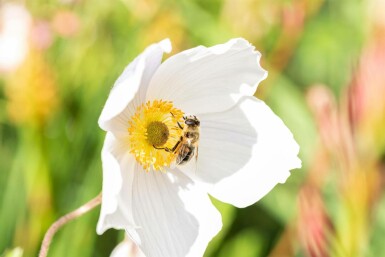 Anémone du japon Anemone japonica 'Wild Swan' 5-10 pot P9 Anemone japonica 'Wild Swan'