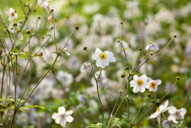 Anémone du japon Anemone japonica 'Wild Swan' 5-10 pot P9 Anemone japonica 'Wild Swan'