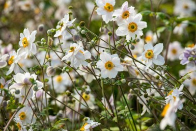 Anémone du japon Anemone japonica 'Wild Swan' 5-10 pot P9 Anemone japonica 'Wild Swan'