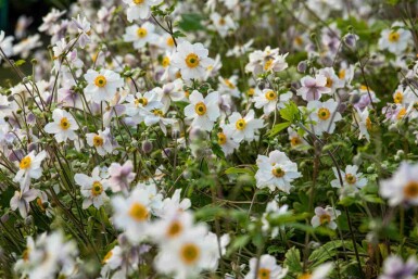 Anémone du japon Anemone japonica 'Wild Swan' 5-10 pot P9 Anemone japonica 'Wild Swan'