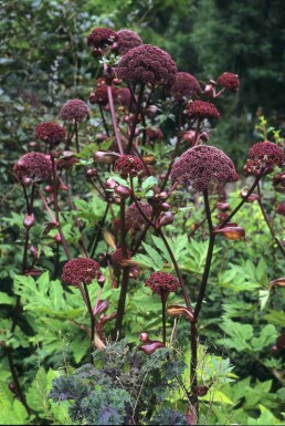 Herbe aux anges Angelica gigas 5-10 pot P9 Angelica gigas