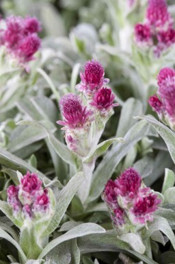 Antennaires Antennaria dioica 5-10 pot P9 Antennaria dioica