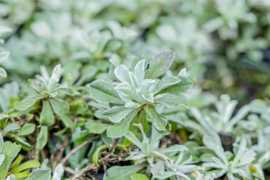 Antennaires Antennaria dioica 5-10 pot P9 Antennaria dioica