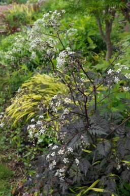 Cerfeuil sauvage Anthriscus sylvestris 'Ravenswing' 5-10 pot P9 Anthriscus sylvestris 'Ravenswing'