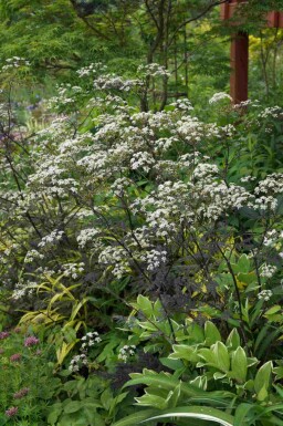 Cerfeuil sauvage Anthriscus sylvestris 'Ravenswing' 5-10 pot P9 Anthriscus sylvestris 'Ravenswing'
