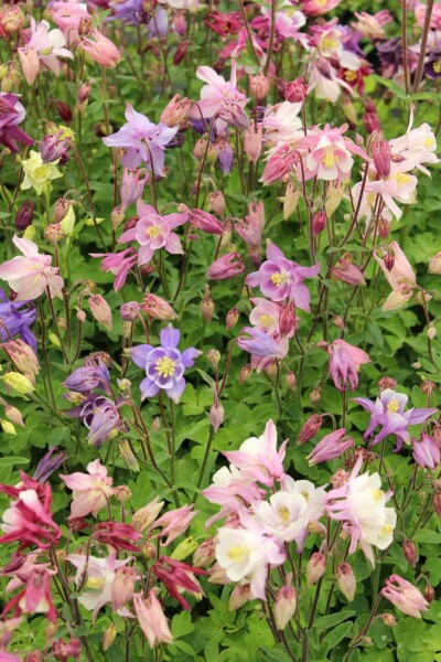 Ancolie Aquilegia caerulea 'Biedermeier' 5-10 pot P9 Aquilegia caerulea 'Biedermeier'