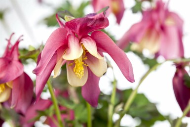 Colombine Aquilegia caerulea 'Crimson Star' 5-10 pot P9 Aquilegia caerulea 'Crimson Star'