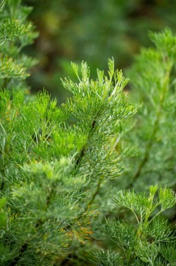 Citronnelle Artemisia abrotanum 5-10 pot P9 Artemisia abrotanum