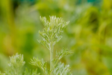 Absinthe Artemisia absinthium 5-10 pot P9 Artemisia absinthium