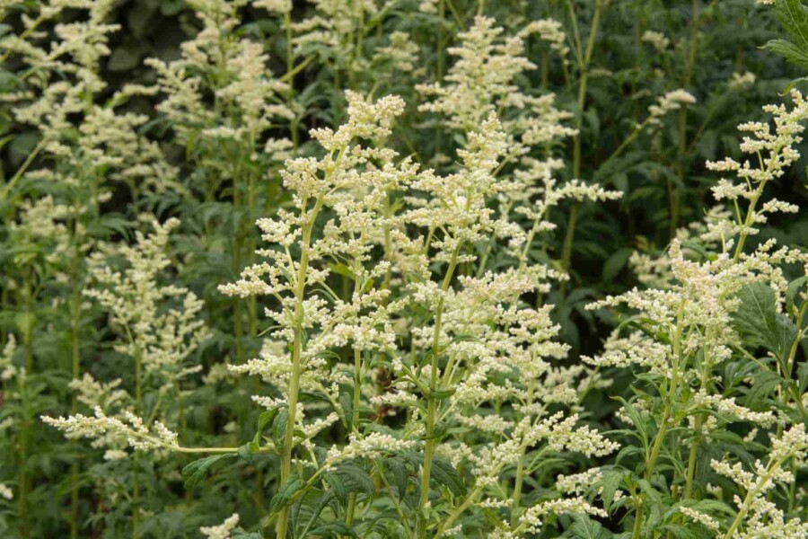 Armoise blanche Artemisia lactiflora 5-10 pot P9 Artemisia lactiflora