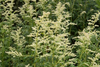 Armoise blanche Artemisia lactiflora 5-10 pot P9 Artemisia lactiflora