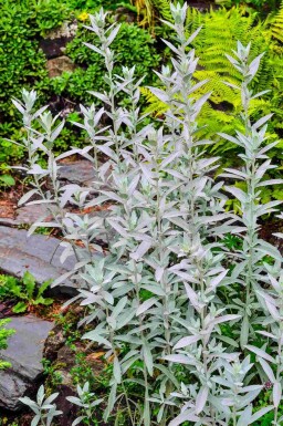 Armoise blanche Artemisia ludoviciana 'Silver Queen' 5-10 pot P9 Artemisia ludoviciana 'Silver Queen'