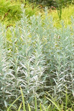 Armoise blanche Artemisia ludoviciana 'Silver Queen' 5-10 pot P9 Artemisia ludoviciana 'Silver Queen'