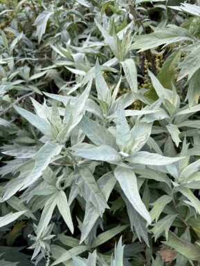 Armoise blanche Artemisia ludoviciana 'Valerie Finnis' 5-10 pot P9 Artemisia ludoviciana 'Valerie Finnis'