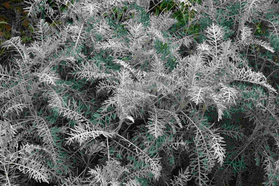 Armoise arbustive Artemisia arborescens 'Powis Castle' 5-10 pot P9 Artemisia arborescens 'Powis Castle'