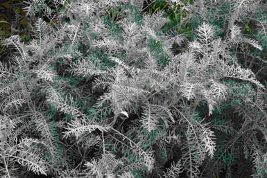 Armoise arbustive Artemisia arborescens 'Powis Castle' 5-10 pot P9 Artemisia arborescens 'Powis Castle'