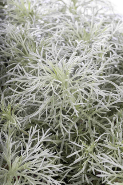 Armoise japonaise Artemisia schmidtiana 'Nana' 5-10 pot P9 Artemisia schmidtiana 'Nana'