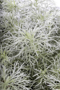 Armoise japonaise Artemisia schmidtiana 'Nana' 5-10 pot P9 Artemisia schmidtiana 'Nana'