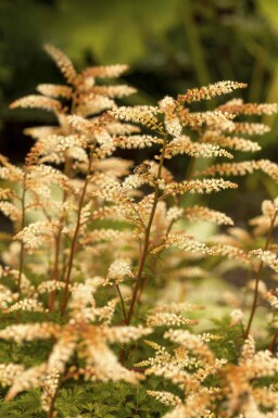 Barbe de bouc Aruncus aethusifolius 5-10 pot P9 Aruncus aethusifolius