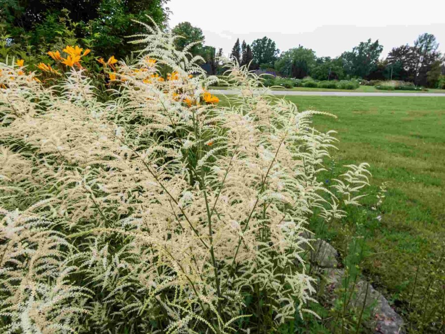Barbe de bouc Aruncus dioicus 'Kneiffii' 5-10 pot P9 Aruncus dioicus 'Kneiffii'