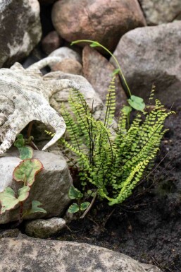 Capillaire des murailles Asplenium trichomanes 5-10 pot P9 Asplenium trichomanes