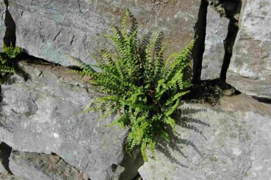 Capillaire des murailles Asplenium trichomanes 5-10 pot P9 Asplenium trichomanes
