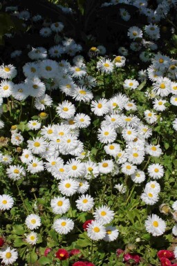 Aster de jardin Aster ageratoides 'Starshine' 5-10 pot P9 Aster ageratoides 'Starshine'